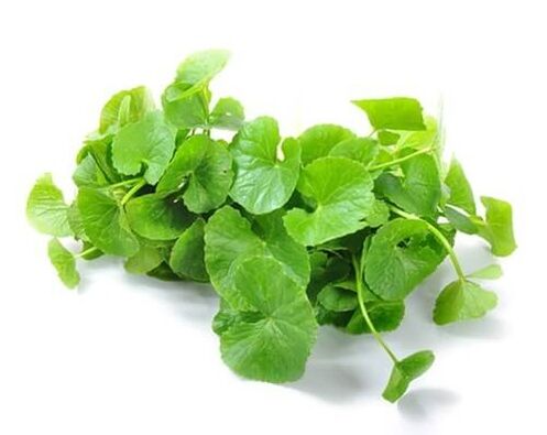 Weiprost contém gotu kola (Centella asiatica)